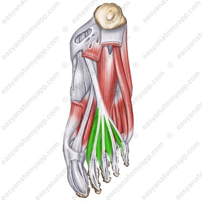 Червеобразные мышцы (musculi lumbricales)